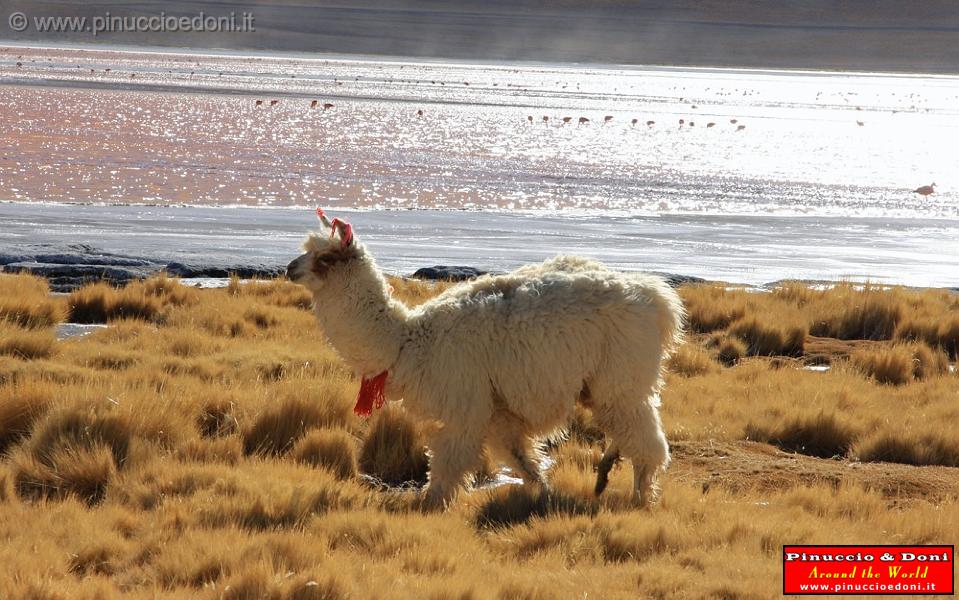 BOLIVIA 2 - Lama alla Laguna Colorada - 5.jpg